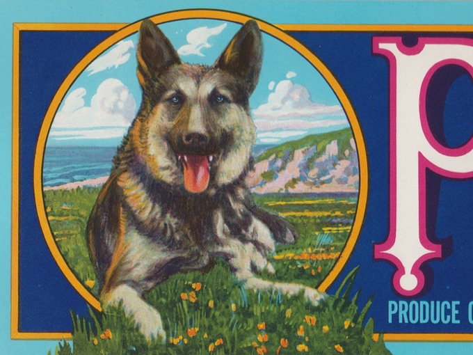 CRATE LABEL VINTAGE DOG ORANGE COVE GERMAN SHEPARD ORIGINAL ADVERTISING 1950S 